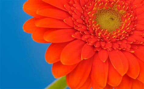 Download Wallpapers Gerbera Orange Flower Orange Petal Blossom