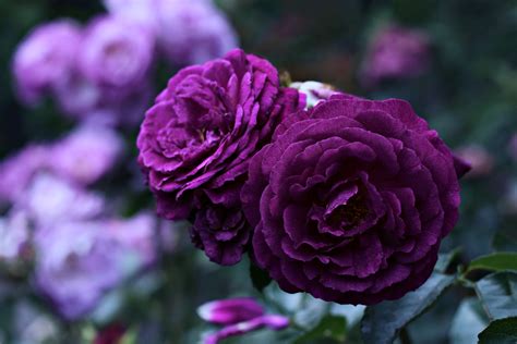 Download Purple Flower Flower Nature Rose 4k Ultra Hd Wallpaper