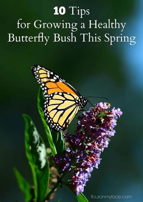 10 Tips To Growing A Healthy Butterfly Bush Butterfly