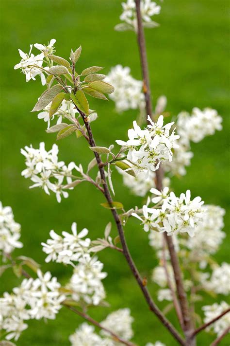 Serviceberry Better Homes And Gardens