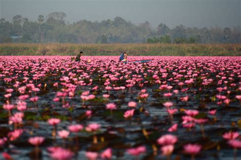 Visiting Thailands “red Lotus Sea” Talay Bua Daeng Or ทะเลบัวแดง