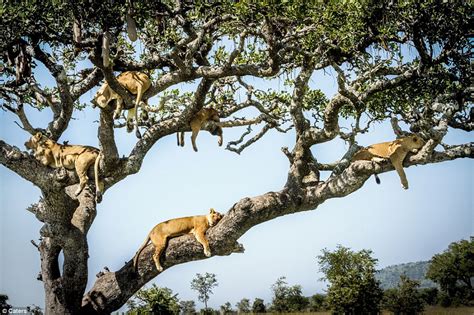 15 Fully Grown Lions Pictured Seeking Solace 15 Feet Up A