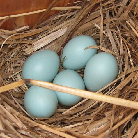 How long do the effects of edibles last? How Long Do Bluebird Eggs To Hatch | Animal Enthusias Blog