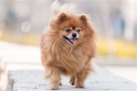 How Do Pomeranians Age 10 Life Stages Explained All About Poms