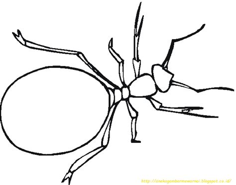 Mewarnai Gambar Hewan Serangga Cara Mudah Dan Menyenangkan Bagi