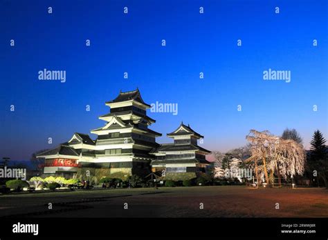 Matsumoto Castle And Cherry Blossoms Lit Up At Night Stock Photo Alamy