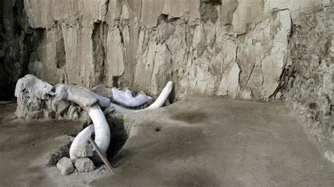 Descubrir Los Restos De 14 Mamuts En México Cambia La Idea De Cómo