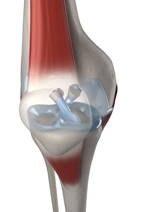 Knee Joint Tibia Bone Tibia Tuberosity Patella