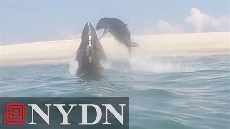 Shark Vs Seal In Cape Cod Youtube