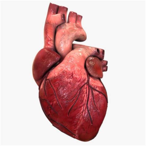 18 Best Reference Human Heart Images On Pinterest Human