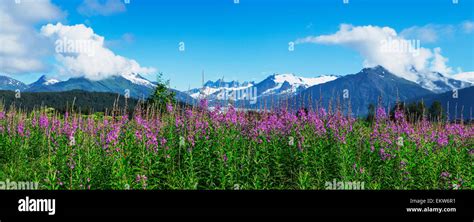 Alaska Wildflowers Juneau Hi Res Stock Photography And Images Alamy