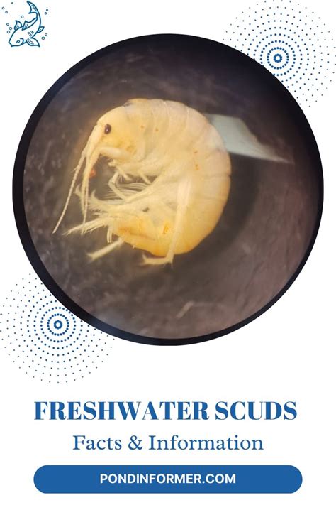 Guide To Freshwater Scuds In 2023 Fresh Water Aquatic Ecosystem