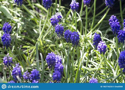 Blue Flowers In The Garden In Spring Stock Image Image Of Beautiful