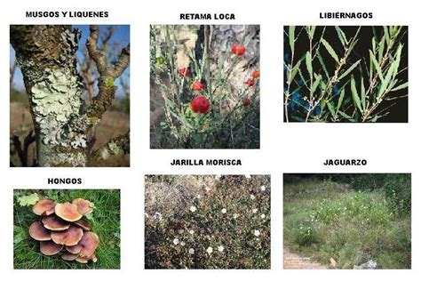 20 Última Ejemplos Arbustos Con Sus Nombres En Espanol Alyshia