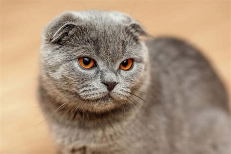 8 Stunning Cat Breeds