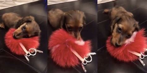 Kylie Jenners Puppy Is Selling Out 400 Fendi Pom Keychains