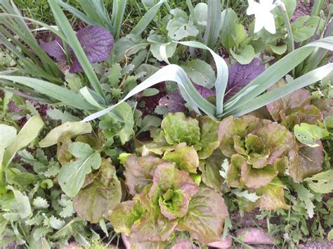 Some Green And Purple Plants In The Grass