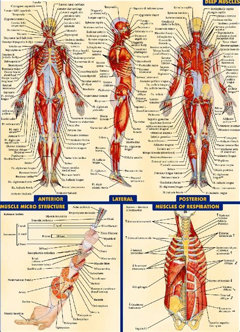 Anatomique Du Corps Humain Graphique Musculaire Syst Me Affiche D