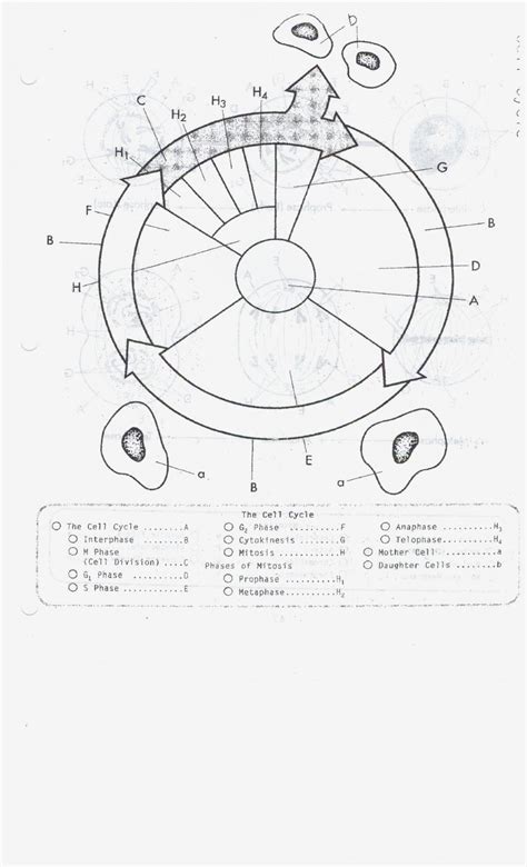 Download file pdf cell cycle worksheet answer key. Cell Cycle Coloring Worksheet Answer Key | Briefencounters