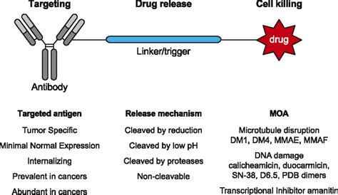 Antibody Drug Conjugates For Cancer Therapy Pharmacological Reviews