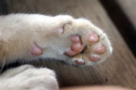 Swollen Cat Paws Causes Cat Meme Stock Pictures And Photos