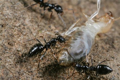 African Ant Supercolony Poised To Invade The Planet