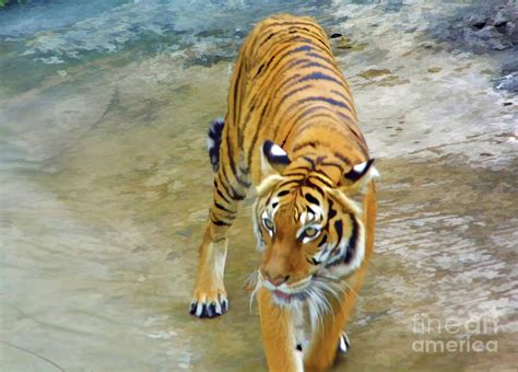 Prowling Tiger Photograph By D Hackett Fine Art America