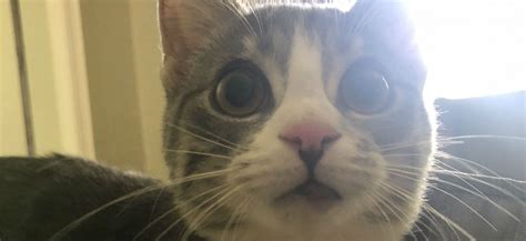 Kelly is a beautiful cat with a swollen inflamed lip. My cat has a swollen lower lip. What is the cause and is ...