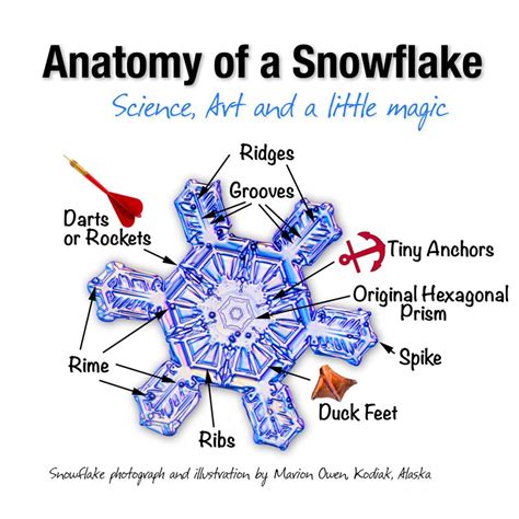Snowflake Facts Nature Photography Real Snowflakes Lagniappe