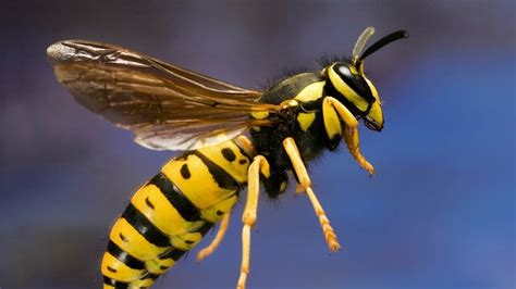 Wasps And Hornets Swarm Fort Mcmurray In Wake Of Wildfire Edmonton Cbc News