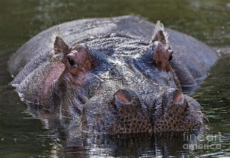 Common Hippopotamus In Water Photograph By Bob Gibbonsscience Photo