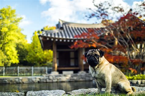 image libre asiatique architecture automne chien jardin voyage arbres