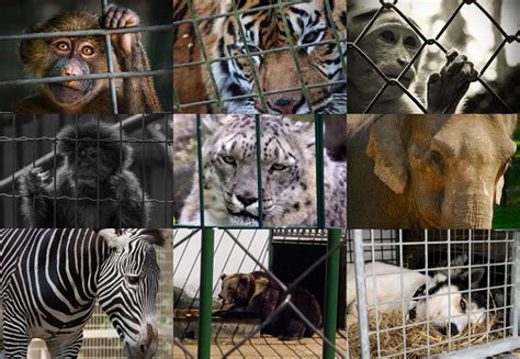 The Harsh Reality About Zoos Circuses And Animal In Captivity