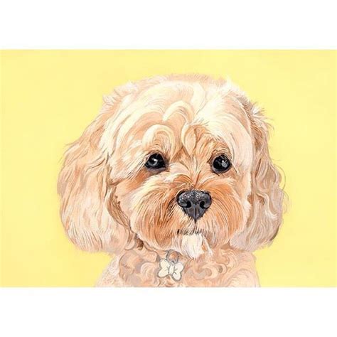 So are you ready to commit to a cavapoo puppy? Another Pawtrait finished. Here is GORGEOUS Cavapoo Freddy ...