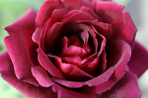 Beautiful Red Rose Spring Flowers Free Nature Pictures By