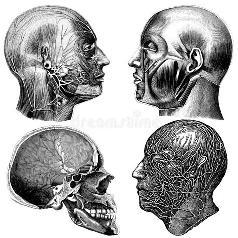 Anatomy Victorian Anatomical Drawings Stock Illustration