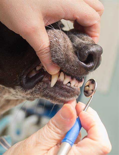 Canine Dentist Near Me Pet Dental Care American Veterinary Medical