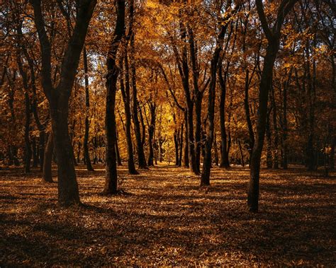 Download Wallpaper 1280x1024 Autumn Forest Trees Park Path Standard