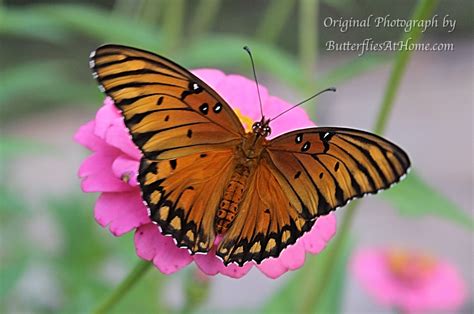 Gulf Fritillary Butterflies Size Nectar Plants Host Plants Photographs