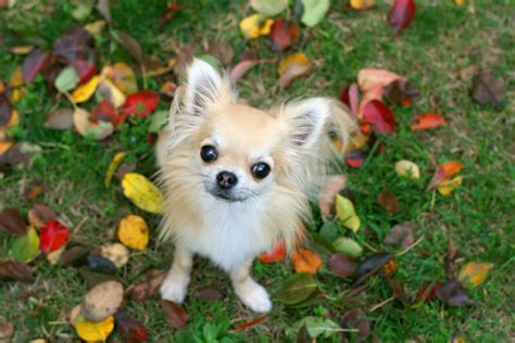 What You Need To Know About Chihuahuas Mystart