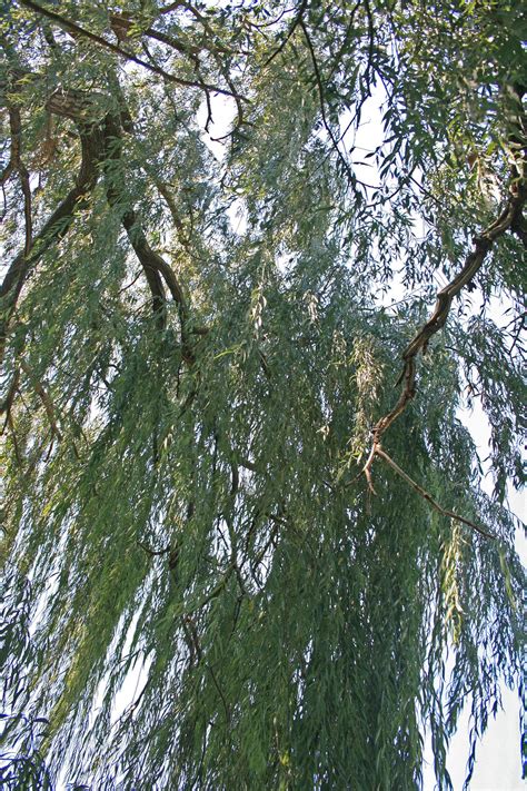 Hanging Weeping Willow Branches Free Stock Photo Public Domain Pictures