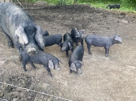 5 Purebred Feeder Pigs Large Black For Sale In Fort Loramie Ohio