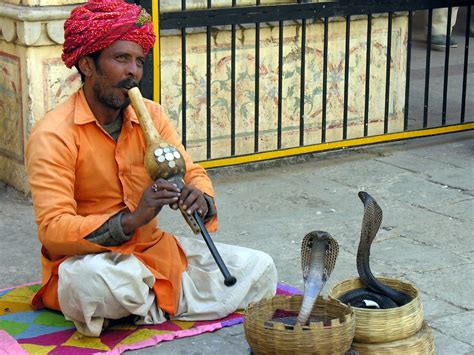 When a snake sticks out its tongue it the snake isn't actually dancing to the music. India - Snake Charmer DSCN0224 | Irene Pomianowski | Flickr
