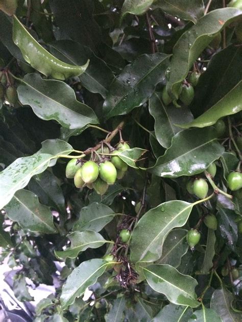 Check spelling or type a new query. species identification - Please help ID this plant ...