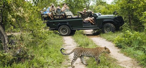 Krüger Safari Das Große Südafrika Abenteuer