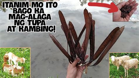 MAGTANIM KA NITO BAGO KA MAG ALAGA NG TUPA AT KAMBING YouTube