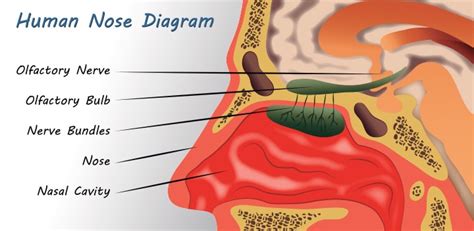 20 Interesting Facts Diagram And Parts Of The Nose For Kids