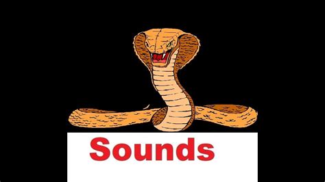 Snake Hiss Sound Effects All Sounds Youtube