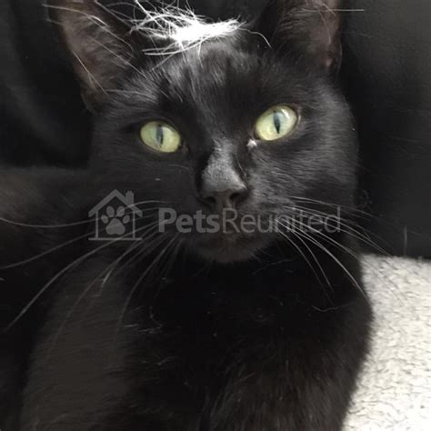 lost cat black cat called bailey walsall area west midlands