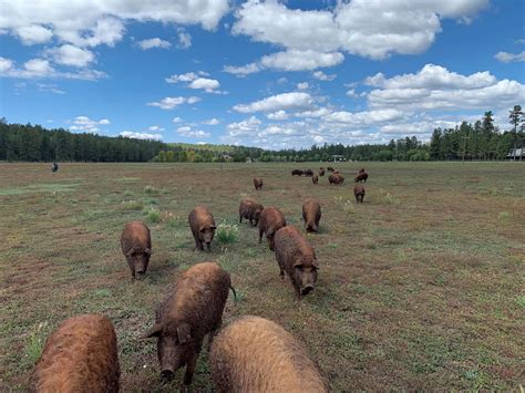 Foxboro Ranch - Home